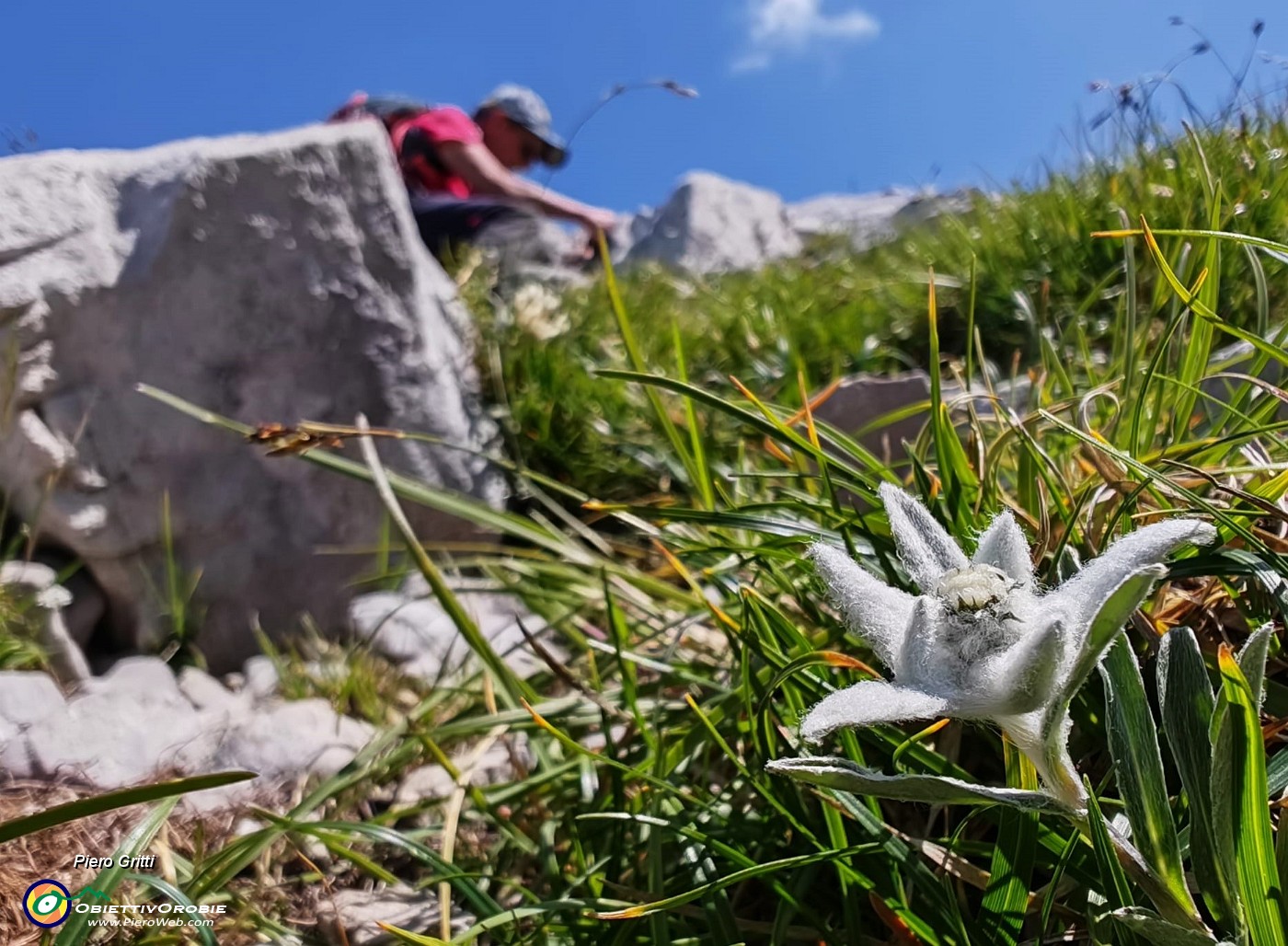 40 Leontopodium alpinum (Stella alpina) verso il Passo di Corna Piana.jpg